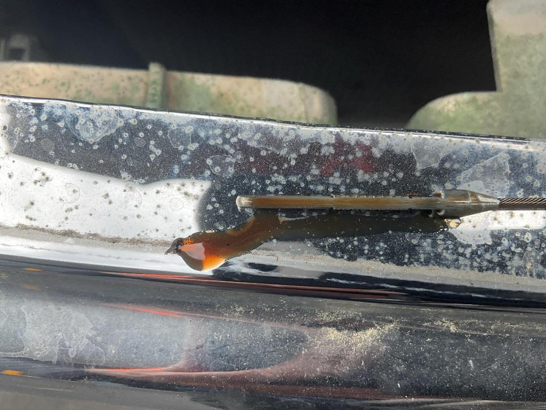 Photo '28' of Ford Courier XLT Wellside