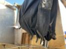 Thumbnail '18' of McEwan CHP101 Tipper Trailer Thumbnail '18' of McEwan CHP101 Tipper Trailer