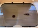 Thumbnail '28' of BaileyPageant Auvergne Caravan - Single Thumbnail '28' of BaileyPageant Auvergne Caravan - Single