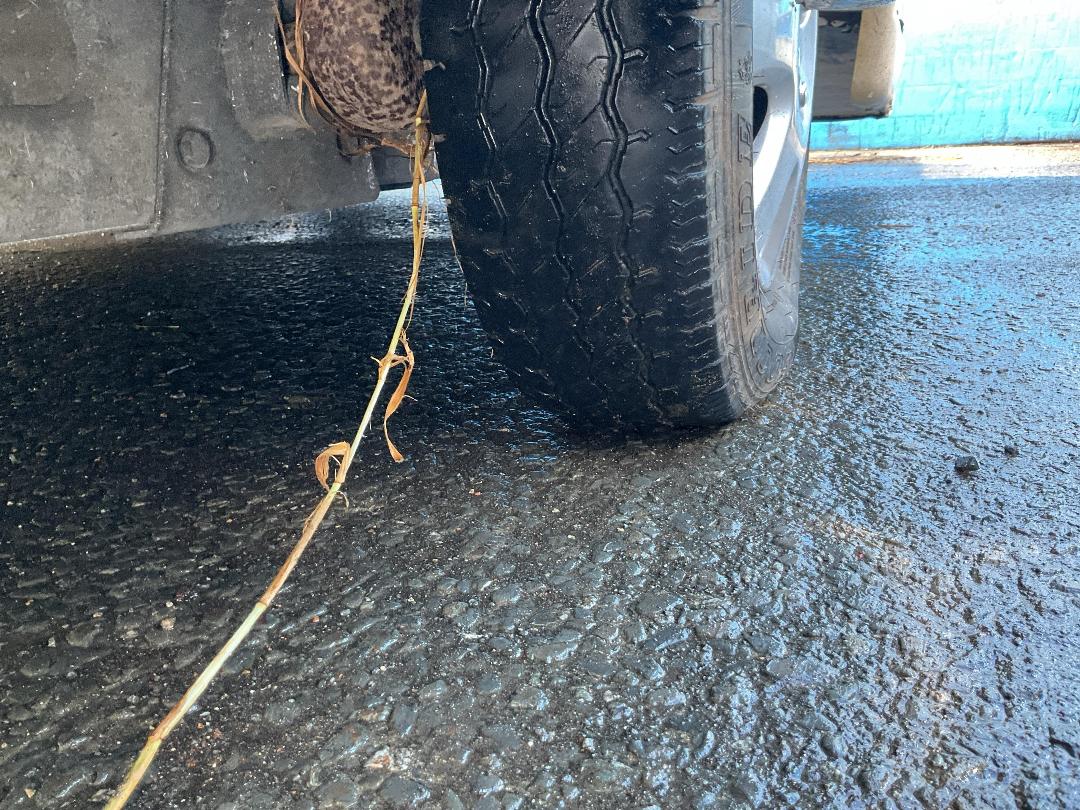 Photo '19' of CARAVAN AVONDALE Caravan - Single