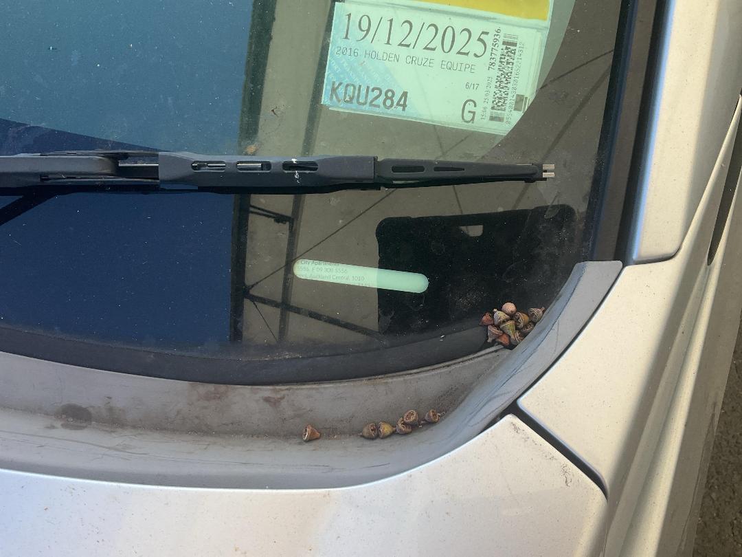 Photo '18' of Holden Cruze Equipe