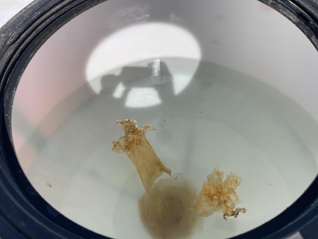 Photo '16' of Geelong Commercial Flat Deck - Tandem