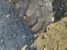 Thumbnail '33' of Polaris Ranger EV Thumbnail '33' of Polaris Ranger EV