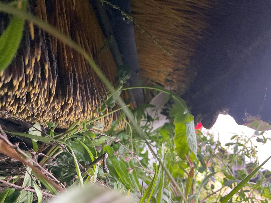 Photo '15' of Redexim Turf Tidy 3000 Other Machine