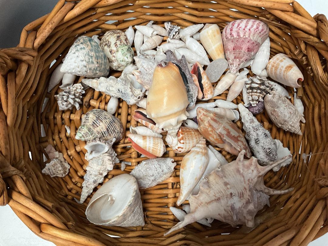 Photo '3' of Framed Print or Similar, Paints, Paintbrushes, Shells Etc