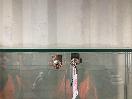 Thumbnail '12' of Angled Shelf Glass Display Cabinet