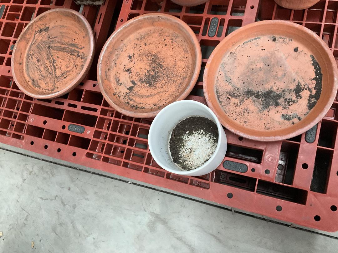 Photo '2' of Terracotta Coloured Garden Pots