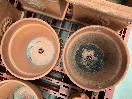 Thumbnail '8' of Terracotta Coloured Garden Pots