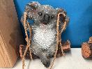 Thumbnail '2' of 2x Koala Outdoor Hanging Ornaments *NEW*