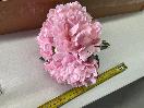 Thumbnail '3' of High Quality Artificial Flowers - Peony (Soft Pink) *NEW*