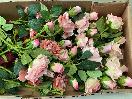 Thumbnail '6' of High Quality Artificial Flowers - Rose ( Burgundy , Blush & Pink ) *NEW*