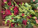 Thumbnail '5' of High Quality Artificial Flowers - Rose ( Burgundy , Blush & Pink ) *NEW*