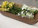 Thumbnail '5' of High Quality Artificial Flowers - Lily (White & Yellow) *NEW*