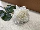 Thumbnail '2' of High Quality Artificial Flowers - Real Touch Rose (White) *NEW*
