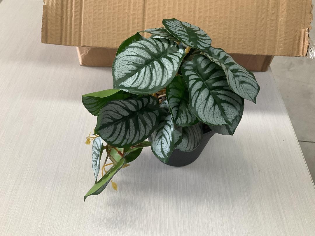 Photo '3' of High Quality Artificial Flowers - Calathea in Pot (6pce) *NEW*