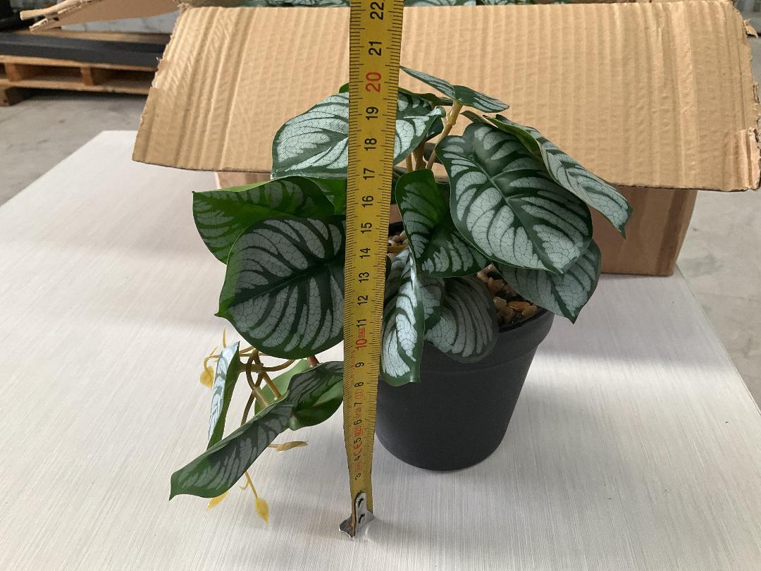 Photo '4' of High Quality Artificial Flowers - Calathea in Pot (6pce) *NEW*