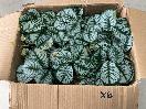 Thumbnail '5' of High Quality Artificial Flowers - Calathea in Pot (6pce) *NEW*
