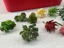 Thumbnail '2' of High Quality Artificial Flowers - Real Touch Succulents *NEW*