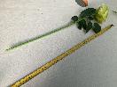 Thumbnail '4' of High Quality Artificial Flowers - Rose (White & Green) *NEW*