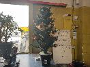Thumbnail '1' of Mini Christmas Tree