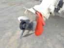 Thumbnail '14' of 10F89 : RAMCO BOAT & 2014 VOYAGER BOAT TRAILER Thumbnail '14' of 10F89 : RAMCO BOAT & 2014 VOYAGER BOAT TRAILER