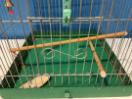 Thumbnail '2' of Green/Grey Coloured Birdcage