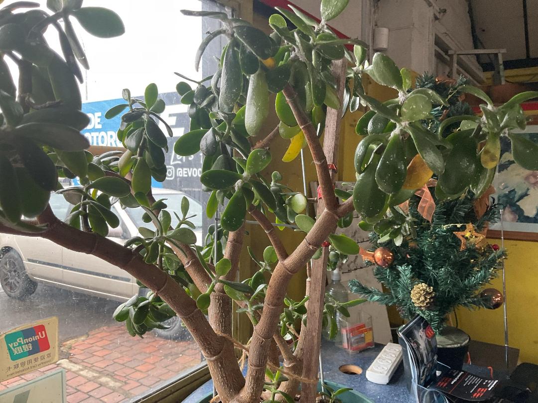 Photo '5' of Real Succulent Plant with Pot Photo '5' of Real Succulent Plant with Pot