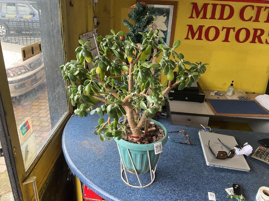 Photo '3' of Real Succulent Plant with Pot Photo '3' of Real Succulent Plant with Pot