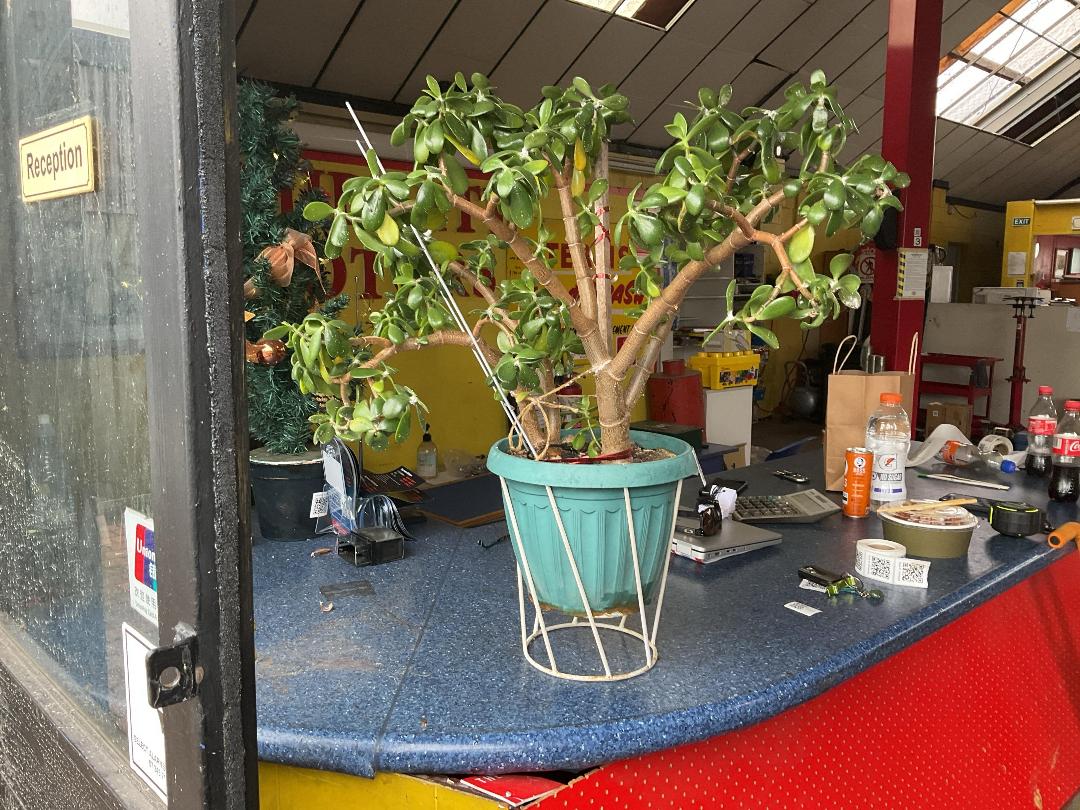 Photo '2' of Real Succulent Plant with Pot Photo '2' of Real Succulent Plant with Pot