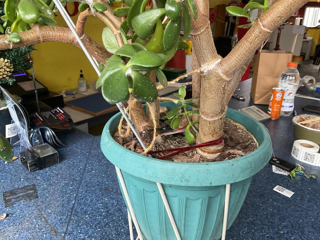 Photo '4' of Real Succulent Plant with Pot Photo '4' of Real Succulent Plant with Pot