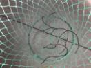 Thumbnail '3' of Crab Net