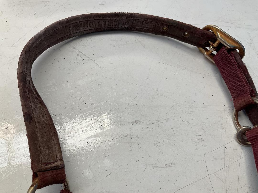 Photo '5' of Horse Riding Items or Similar